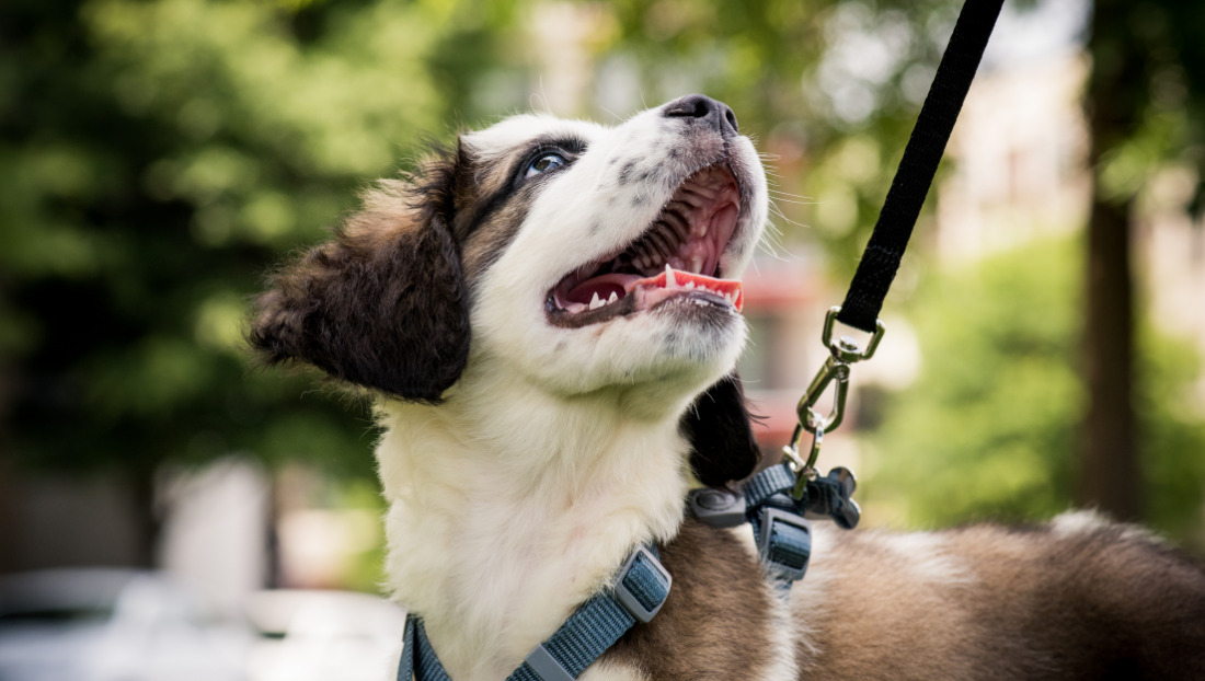 Pasear con tu perro Patas y colas