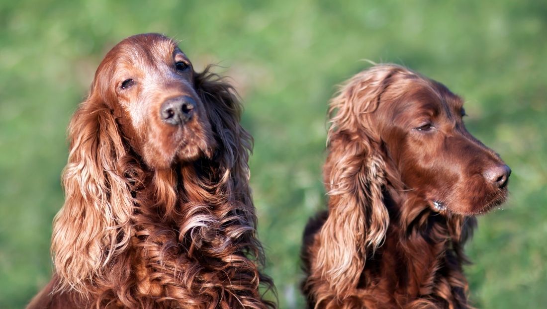 muda del pelo en perros hospital veterinario tenerife