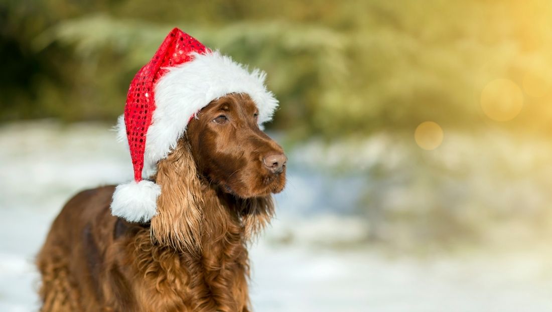 cena-para-perros-Navidad