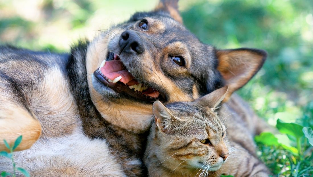 Esterilización en mascotas