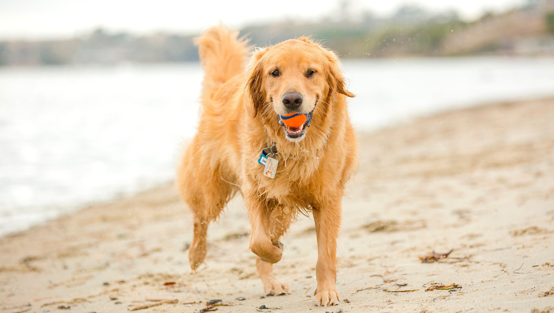 Tenerife con tu peludo